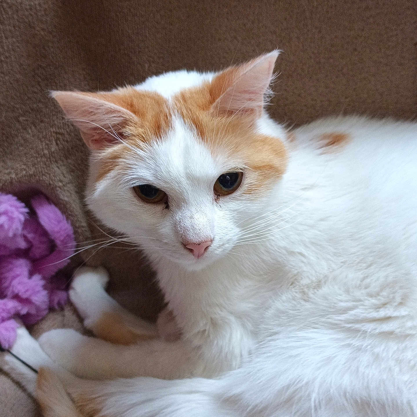 élios participe au concours pour gagner de l'argent avec cette photo : cat, white_cat, orange_cat, pet, animal, feline, fur, whiskers, ears, eyes, nose, tail, blanket, plush_toy, indoor, resting, cute, closeup, domestic_cat, relaxed
