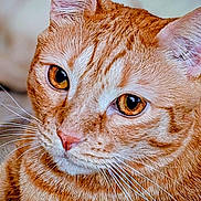 Loky participe au concours pour gagner de l'argent avec cette photo : animal, cat, close_up, cute, domestic_cat, ears, eyes, face, feline, fur, ginger_cat, indoor, looking_away, mammal, orange, pet, portrait, soft_light, tabby, whiskers