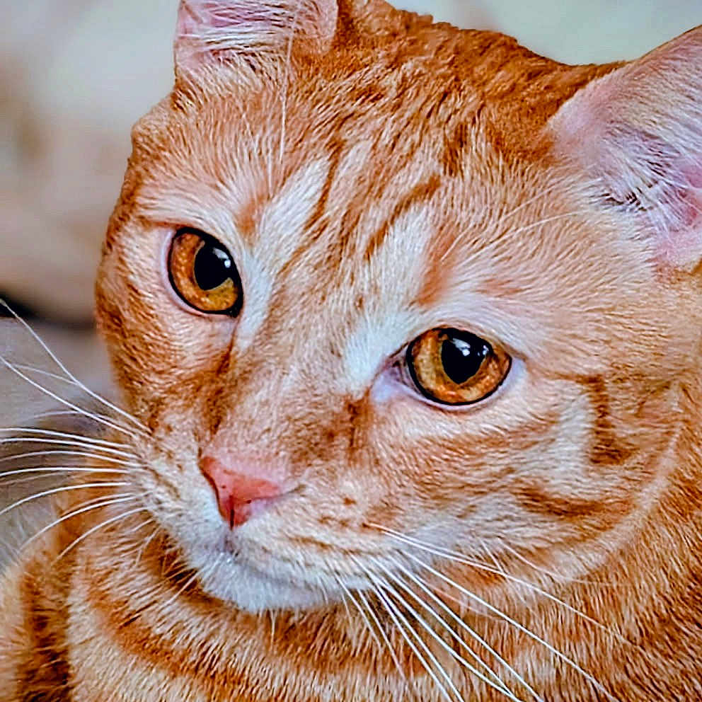Loky participe au concours pour gagner de l'argent avec cette photo : animal, cat, close_up, cute, domestic_cat, ears, eyes, face, feline, fur, ginger_cat, indoor, looking_away, mammal, orange, pet, portrait, soft_light, tabby, whiskers