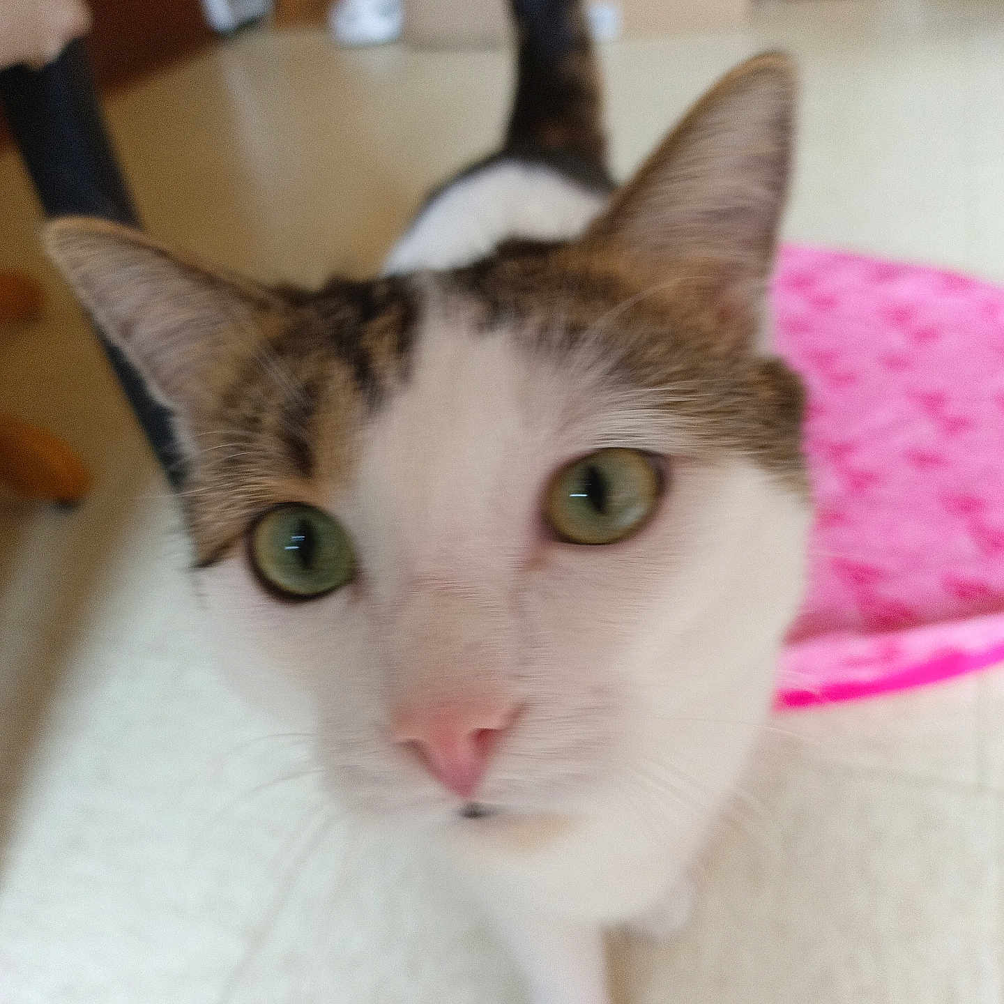 Orion participe au concours pour gagner de l'argent avec cette photo : cat, indoor, pet, animal, close_up, green_eyes, curious, pink_pet_bed, floor, fur, whiskers, ears, nose, tail, white_fur, brown_fur, domestic_cat, looking, floor_tile, house