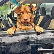 Luke joined the competition — help win amazing prizes! animal, brown_dog, car, car_interior, closeup, collar, dog, door_handle, expression, looking, paws, pet, rain, rain_drops, seat, steering_wheel, vehicle, waiting, wet, window
