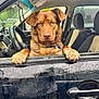 animal, brown_dog, car, car_interior, closeup, collar, dog, door_handle, expression, looking, paws, pet, rain, rain_drops, seat, steering_wheel, vehicle, waiting, wet, window