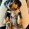 puppy, dog, pet, lying_down, lap, corduroy_pants, fur, cute, relaxed, sleepy, paw, indoor, home, cozy, animal, small_dog, black_and_tan, close_up, young_dog, adorable