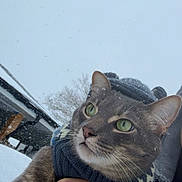 Merlot joined the competition — help win amazing prizes! cat, gray_tabby, sweater, hat, snow, outdoor, winter, hand, green_eyes, fur, animal, pet, cold_weather, portrait, close_up, person, holding, cozy, snowflakes, nature