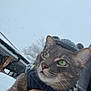 animal, cat, close_up, cold_weather, cozy, fur, gray_tabby, green_eyes, hand, hat, holding, nature, outdoor, person, pet, portrait, snow, snowflakes, sweater, winter