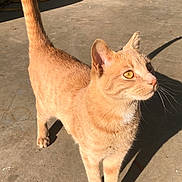 Micah is registered to the contest to win money with this photo: alert, animal, cat, close_up, concrete_floor, curious, cute, daylight, domestic_animal, ears, feline, mammal, orange_tabby, outdoor, pet, shadow, standing, sunlight, tail_up, whiskers