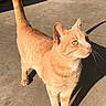 alert, animal, cat, close_up, concrete_floor, curious, cute, daylight, domestic_animal, ears, feline, mammal, orange_tabby, outdoor, pet, shadow, standing, sunlight, tail_up, whiskers