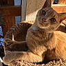 animal, cat, cat_bed, cozy, curious, cute, domestic, feline, fur, home, indoor, orange_tabby, pet, portrait, relaxed, resting, soft_texture, sunlight, whiskers, wooden_fence