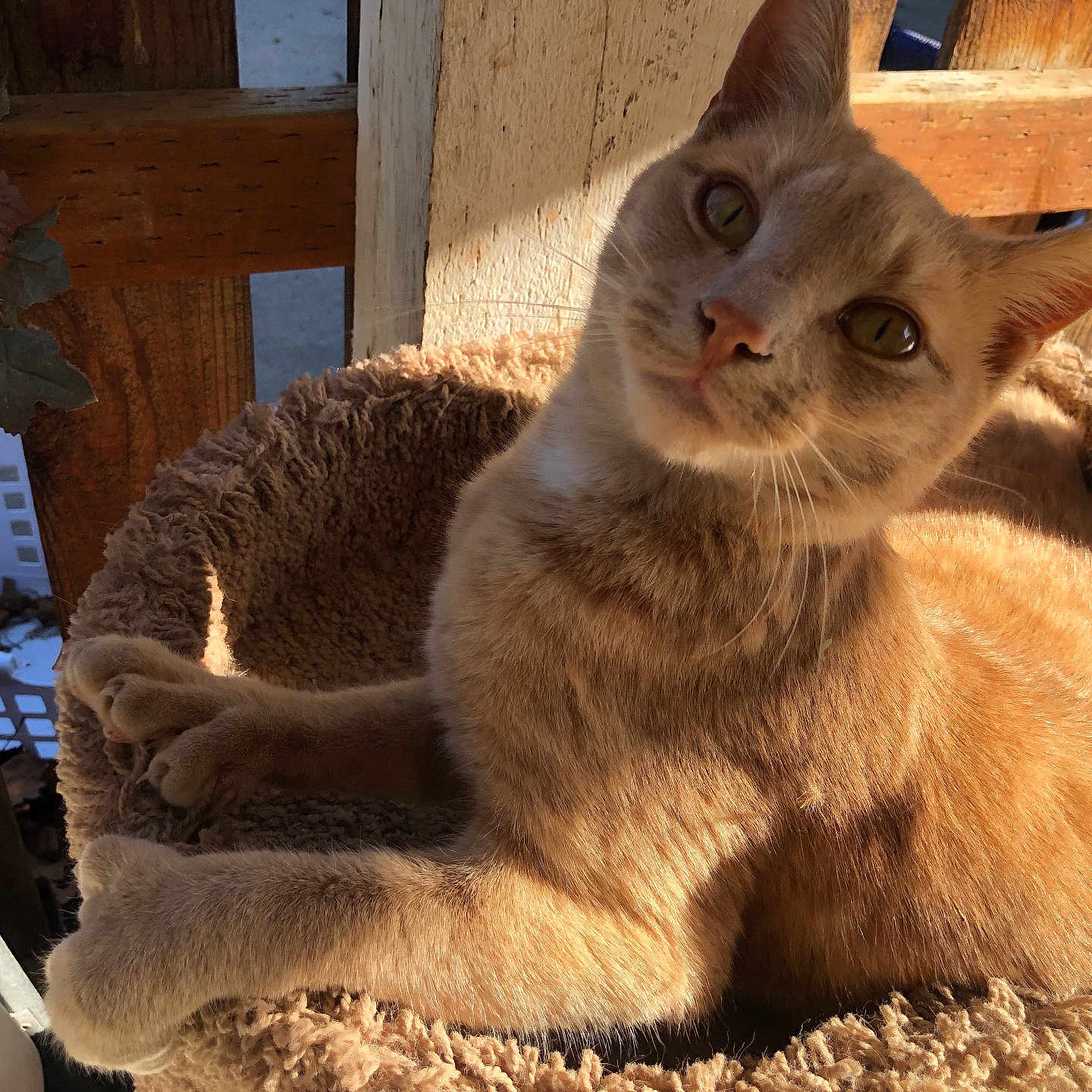 Micah joined the competition — help win amazing prizes! animal, cat, cat_bed, cozy, curious, cute, domestic, feline, fur, home, indoor, orange_tabby, pet, portrait, relaxed, resting, soft_texture, sunlight, whiskers, wooden_fence