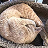 Micah is registered to the contest to win money with this photo: animal, cat, cat_bed, cozy, curled_up, cute, feline, fluffy, fur, ginger_cat, indoor, nap, peaceful, pet, quiet, relaxed, resting, sleeping, soft_texture, tabby