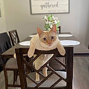 Milo joined the competition — help win amazing prizes! cat, cream_colored, wooden_chair, dining_table, placemats, flowers, vase, indoor, home, furniture, curious, pet, animal, flooring, decor, seating, table, closeup, looking_at_camera, cozy