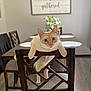 cat, cream_colored, wooden_chair, dining_table, placemats, flowers, vase, indoor, home, furniture, curious, pet, animal, flooring, decor, seating, table, closeup, looking_at_camera, cozy