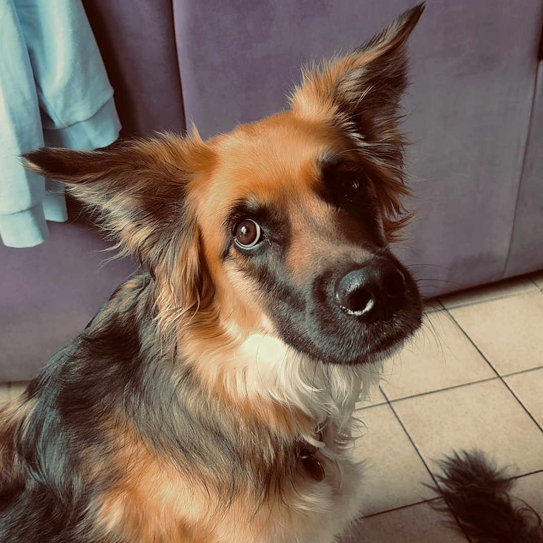 Rubby a rejoint le concours — aidez-le/la à gagner de superbes lots ! dog, pet, canine, indoor, floor, tile, couch, fur, ears, tail, brown, black, white, looking_up, cute, animal, companion, domestic, portrait, household