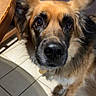 dog, close_up, curious, indoor, tile_floor, wooden_table, couch, pet, animal, brown_fur, black_fur, ears, nose, eyes, collar, looking_up, domestic_animal, fur, muzzle, canine
