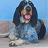 dog, basset_hound, long_ears, floppy_ears, tongue_out, sitting, crossed_paws, shaggy_coat, black_and_tan, blue_wall, tile, indoor, portrait, pet, animal, canine, friendly, relaxed, centered_composition, close_up