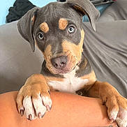 Milo joined the competition — help win amazing prizes! puppy, dog, doberman, brown_and_black, floppy_ears, blue_eyes, paws, animal, pet, close_up, portrait, indoors, couch, home, person, arm, fur, cute, adorable, playful