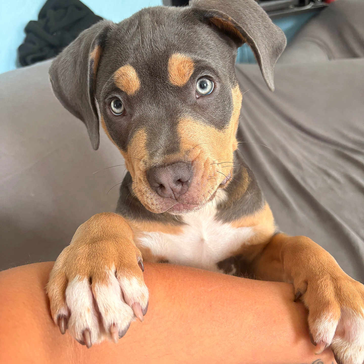 Milo