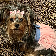 Sophie joined the competition — help win amazing prizes! dog, small_dog, tutu, pink_bows, animal, pet, cute, leopard_print, blanket, fur, ears, sitting, indoor, portrait, adorable, costume, face, eyes, nose, fur_texture
