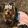 dog, small_dog, tutu, pink_bows, animal, pet, cute, leopard_print, blanket, fur, ears, sitting, indoor, portrait, adorable, costume, face, eyes, nose, fur_texture