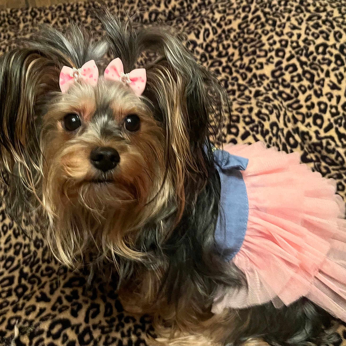 Sophie joined the competition — help win amazing prizes! adorable, animal, blanket, costume, cute, dog, ears, eyes, face, fur, fur_texture, indoor, leopard_print, nose, pet, pink_bows, portrait, sitting, small_dog, tutu