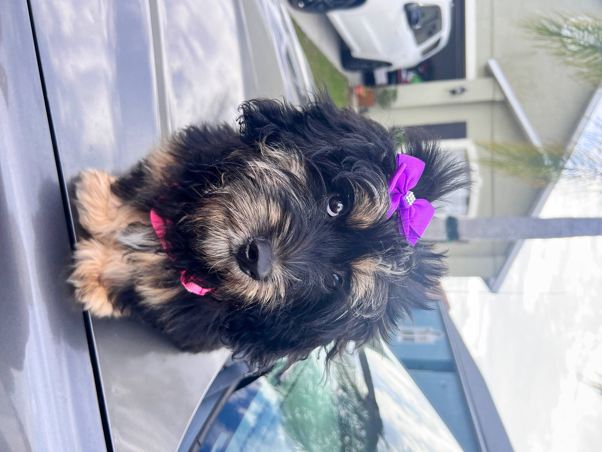 Princess is registered to the contest to win money with this photo: canidae, carnivore, collar, companion_dog, dog, dog_breed, dog_collar, fawn, fur, plant, schnauzer, small_terrier, snout, snow, sporting_group, standard_schnauzer, terrier, toy_dog, whiskers, working_animal