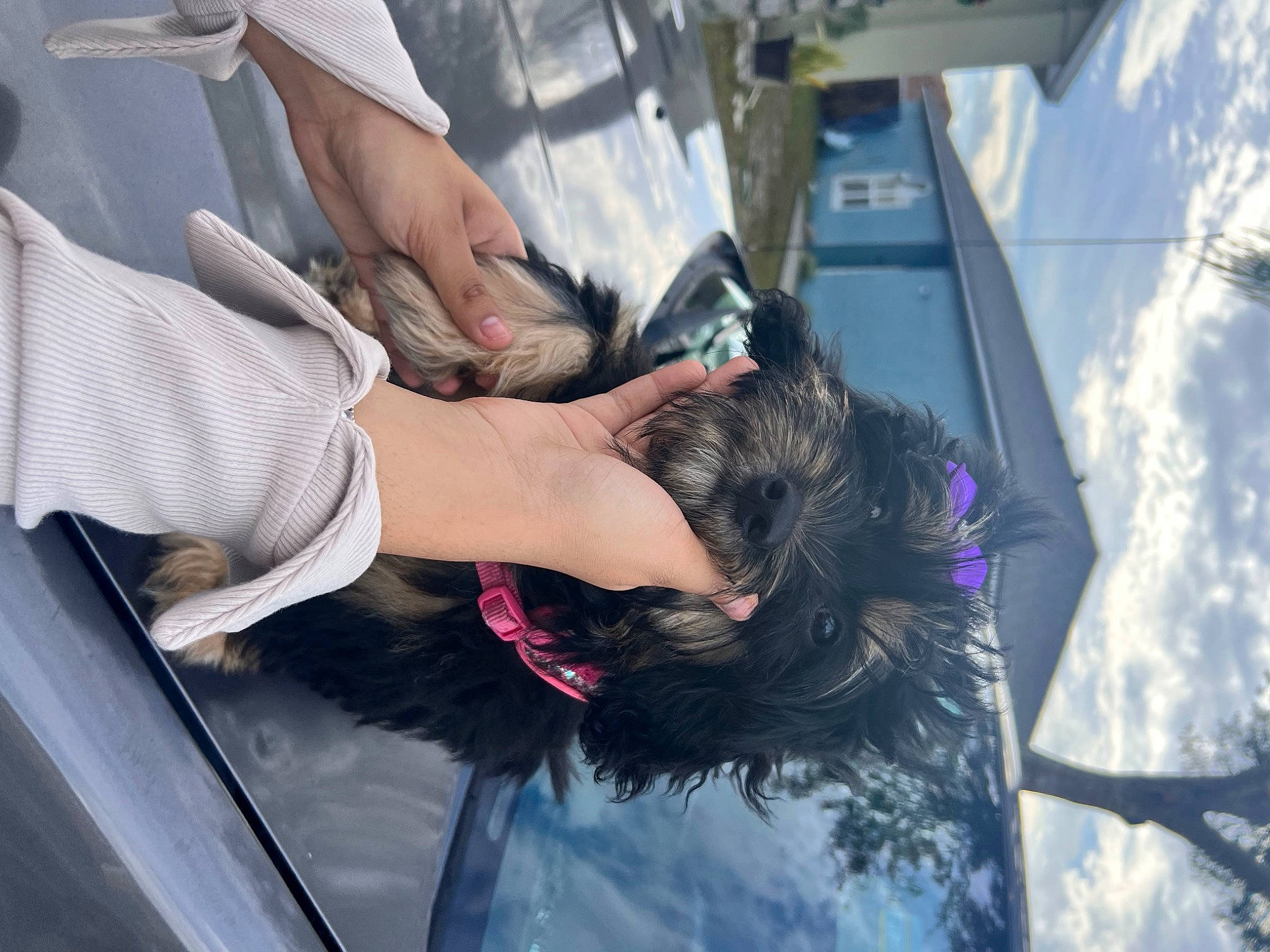 Princess joined the competition — help win amazing prizes! automotive_window_part, elbow, event, flesh, freezing, fun, fur, gesture, human_leg, knee, leisure, nail, recreation, service, snow, tree, vehicle_door, winter, wrist