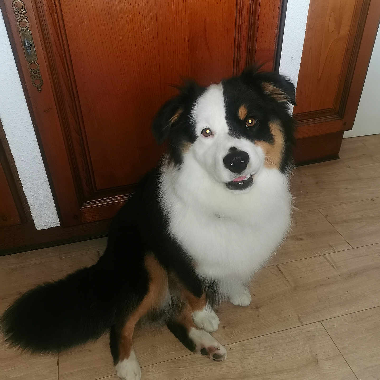 Mino participe au concours pour gagner de l'argent avec cette photo : animal, canine, companion, cute, dog, domestic, door, flooring, friendly, fur, house, indoor, looking_up, paw, pet, sitting, tail, tricolor, wooden_door, wooden_floor