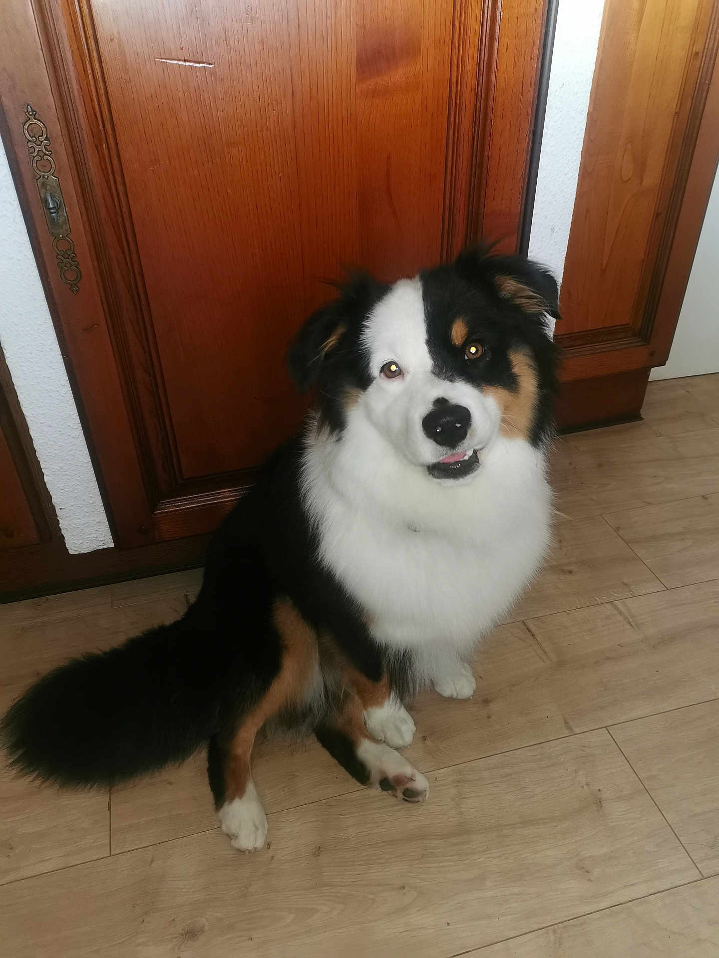 Mino participe au concours pour gagner de l'argent avec cette photo : dog, indoor, wooden_floor, wooden_door, pet, animal, tricolor, fur, sitting, cute, friendly, canine, companion, domestic, house, flooring, door, looking_up, paw, tail