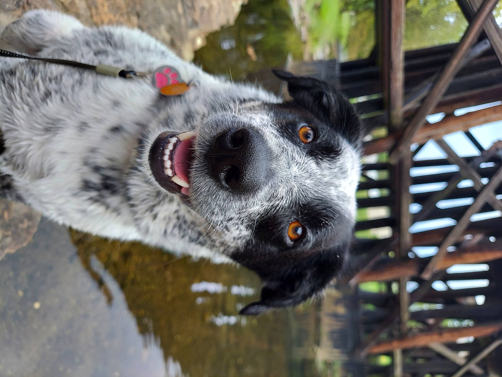 Cookie is registered to the contest to win money with this photo: australian_cattle_dog, canidae, carnivore, dog, dog_breed, domestic_short_haired_cat, fur, moths_and_butterflies, plant, snout, sporting_group, terrestrial_animal, tree, water, whiskers, wildlife, working_animal