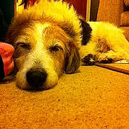 Toby is registered to the contest to win money with this photo: