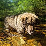 Simba joined the competition — help win amazing prizes! dog, water, stream, nature, outdoor, animal, fur, wet, forest, greenery, sunlight, reflection, mammal, canine, shallow_water, peaceful, daytime, closeup, animal_portrait, natural_environment