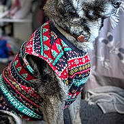 Simba is registered to the contest to win money with this photo: dog, pet, sweater, christmas, holiday, festive, cozy, fur, animal, canine, indoors, blanket, portrait, side_view, looking_away, warm, decor, fabric, collar, seated