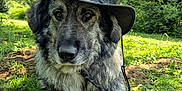 Simba is registered to the contest to win money with this photo: animal, canine, closeup, cowboy_hat, dog, fur, grass, greenery, leaves, muzzle, nature, outdoor, paw, pet, portrait, relaxed, shade, summer, sunlight, tree