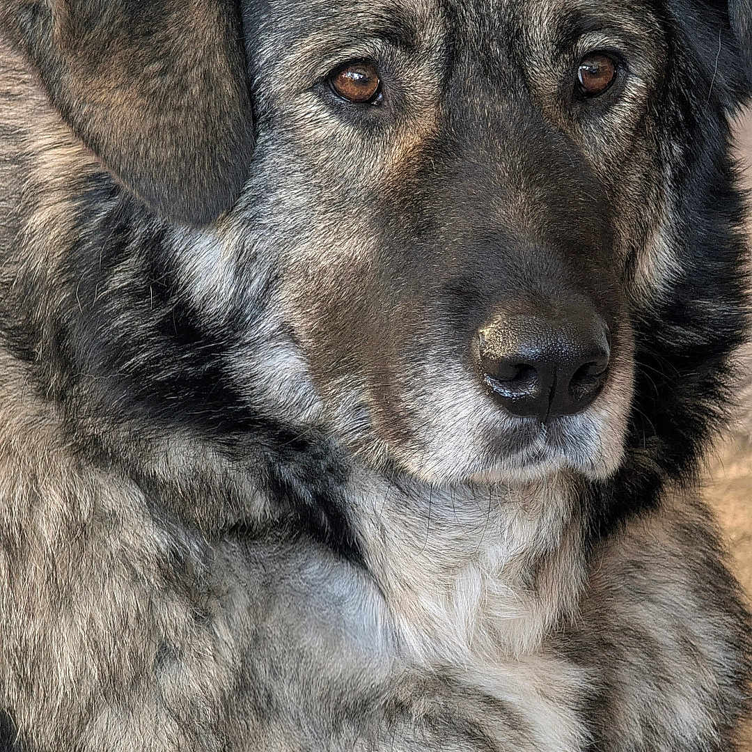 Simba joined the competition — help win amazing prizes! animal, brown_eyes, calm, canine, closeup, companion, dog, ears, expression, face, fluffy, fur, indoor, looking_away, medium_coat, muzzle, pet, portrait, soft_light, texture