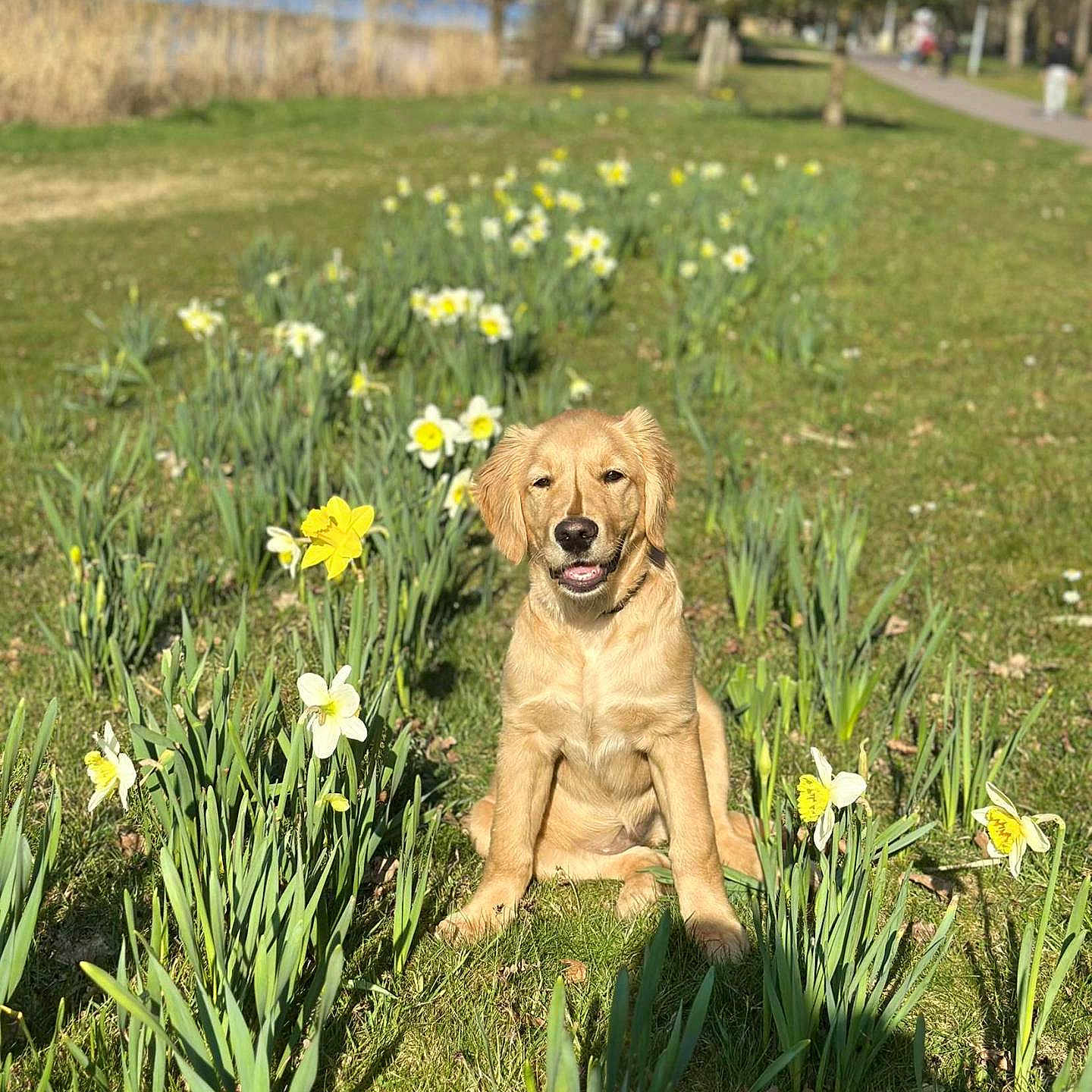 Nala a rejoint le concours — aidez-le/la à gagner de superbes lots ! animal, cute, daffodils, daytime, dog, flower_bed, golden_retriever, grass, greenery, happy, leaf, nature, outdoor, park, pet, puppy, sitting, smiling, spring, sunlight