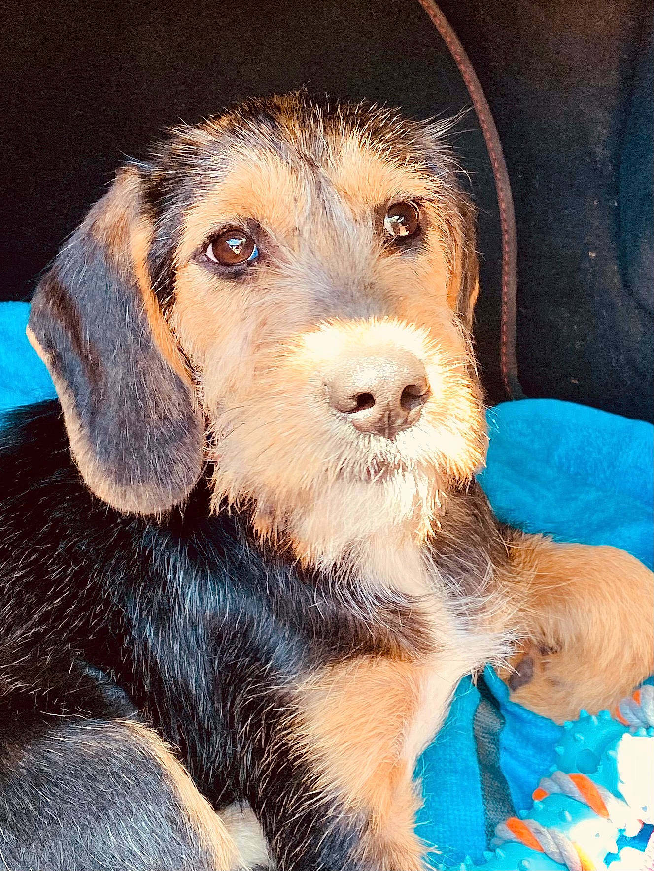 Tagada participe au concours pour gagner de l'argent avec cette photo : canidae, carnivore, companion_dog, dog, dog_breed, dog_supply, fawn, fur, hat, hunting_dog, liver, pet_supply, puppy, snout, sporting_group, toy, whiskers, working_animal, working_dog