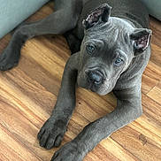 Blu is registered to the contest to win money with this photo: puppy, dog, gray_dog, wooden_floor, indoor, pet, young_dog, lying_down, ears, canine, animal, cute, looking_up, flooring, domestic_animal, companion, resting, fur, portrait, adorable