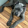 puppy, dog, gray_dog, wooden_floor, indoor, pet, young_dog, lying_down, ears, canine, animal, cute, looking_up, flooring, domestic_animal, companion, resting, fur, portrait, adorable