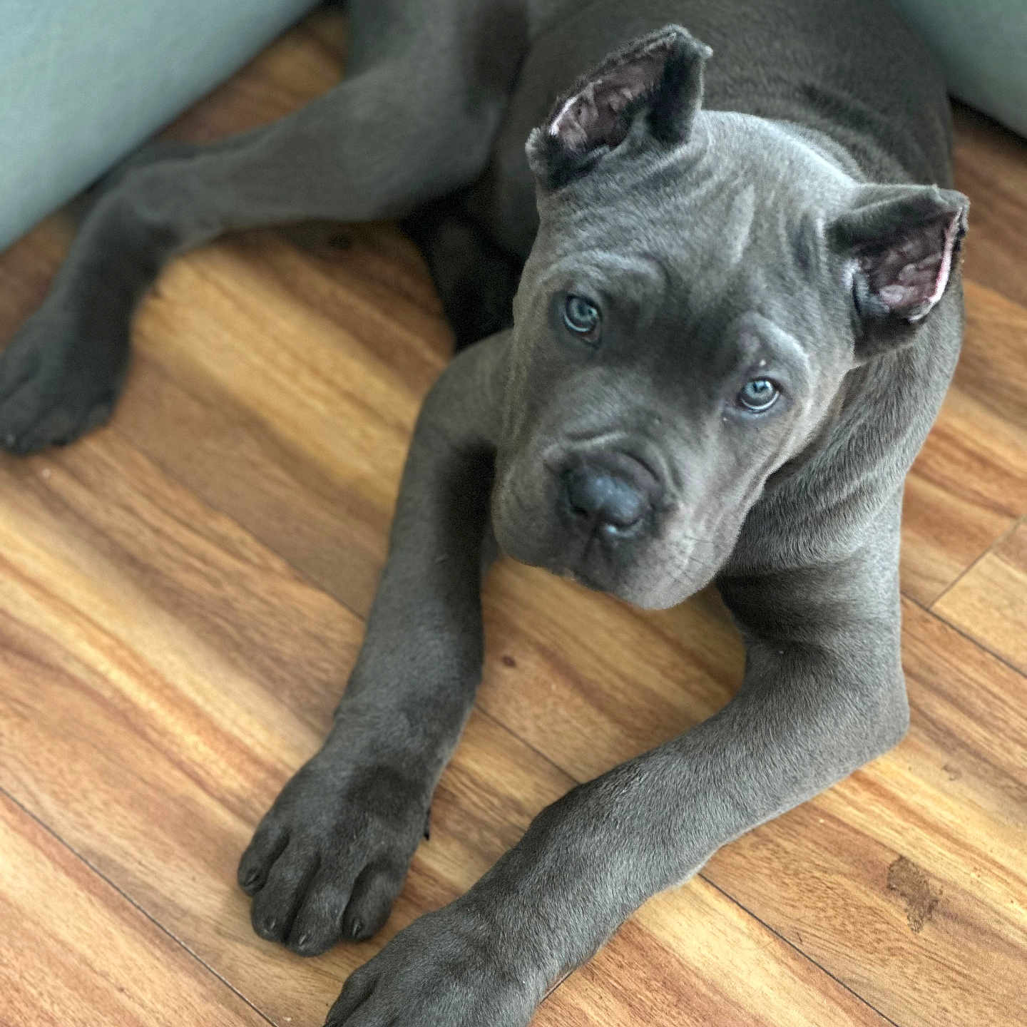 Blu
