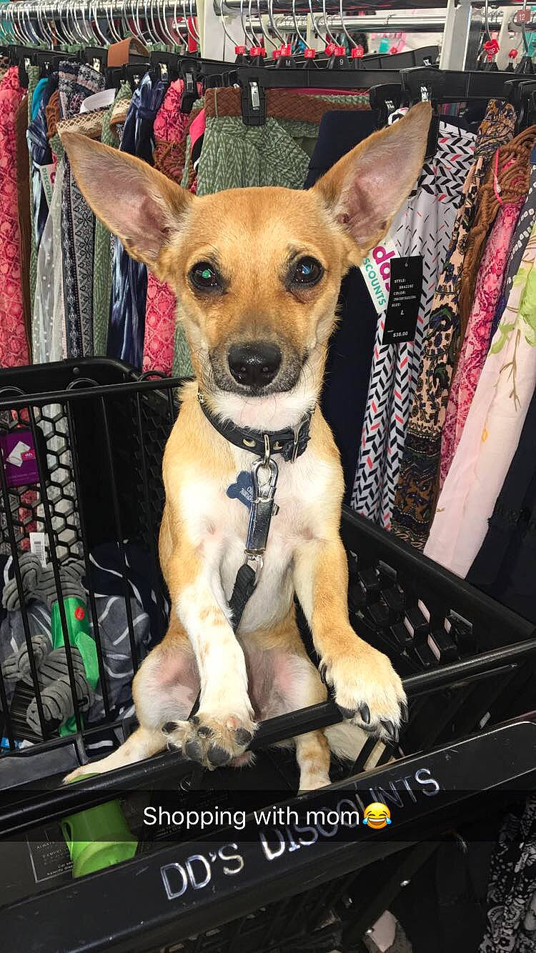 Maximus is registered to the contest to win money with this photo: ancient_dog_breeds, canidae, carnivore, chihuahua, companion_dog, dog, dog_breed, fawn, feist, mammal, person, photo_caption, puppy, rare_breed_dog, snout, toy_dog, vertebrate