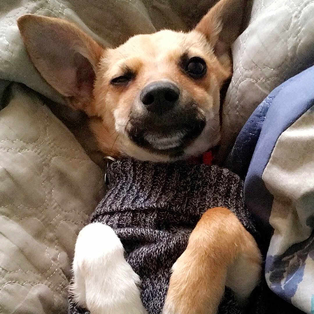 Maximus is registered to the contest to win money with this photo: canidae, carnivore, carolina_dog, chihuahua, companion_dog, corgi_chihuahua, dog, dog_breed, ear, fawn, feist, mammal, puppy, puppy_love, rare_breed_dog, rat_terrier, snout, sporting_group, vertebrate, whiskers