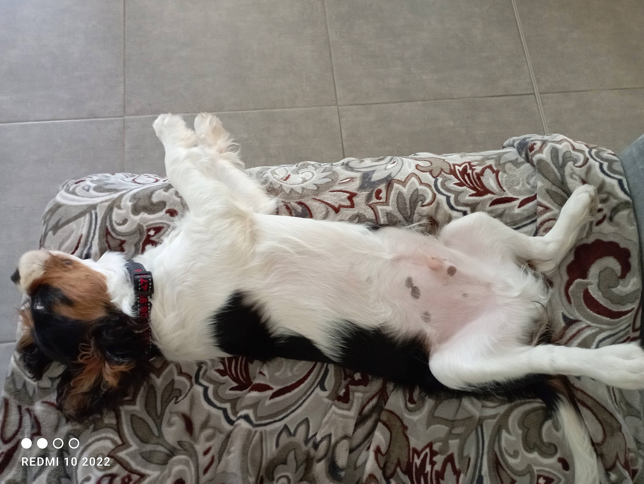 Ugo participe au concours pour gagner de l'argent avec cette photo : canidae, carnivore, collar, comfort, companion_dog, couch, dog, dog_breed, dog_supply, fawn, felidae, flooring, fur, linens, nap, non_sporting_group, sporting_group, tail, terrestrial_animal, working_animal