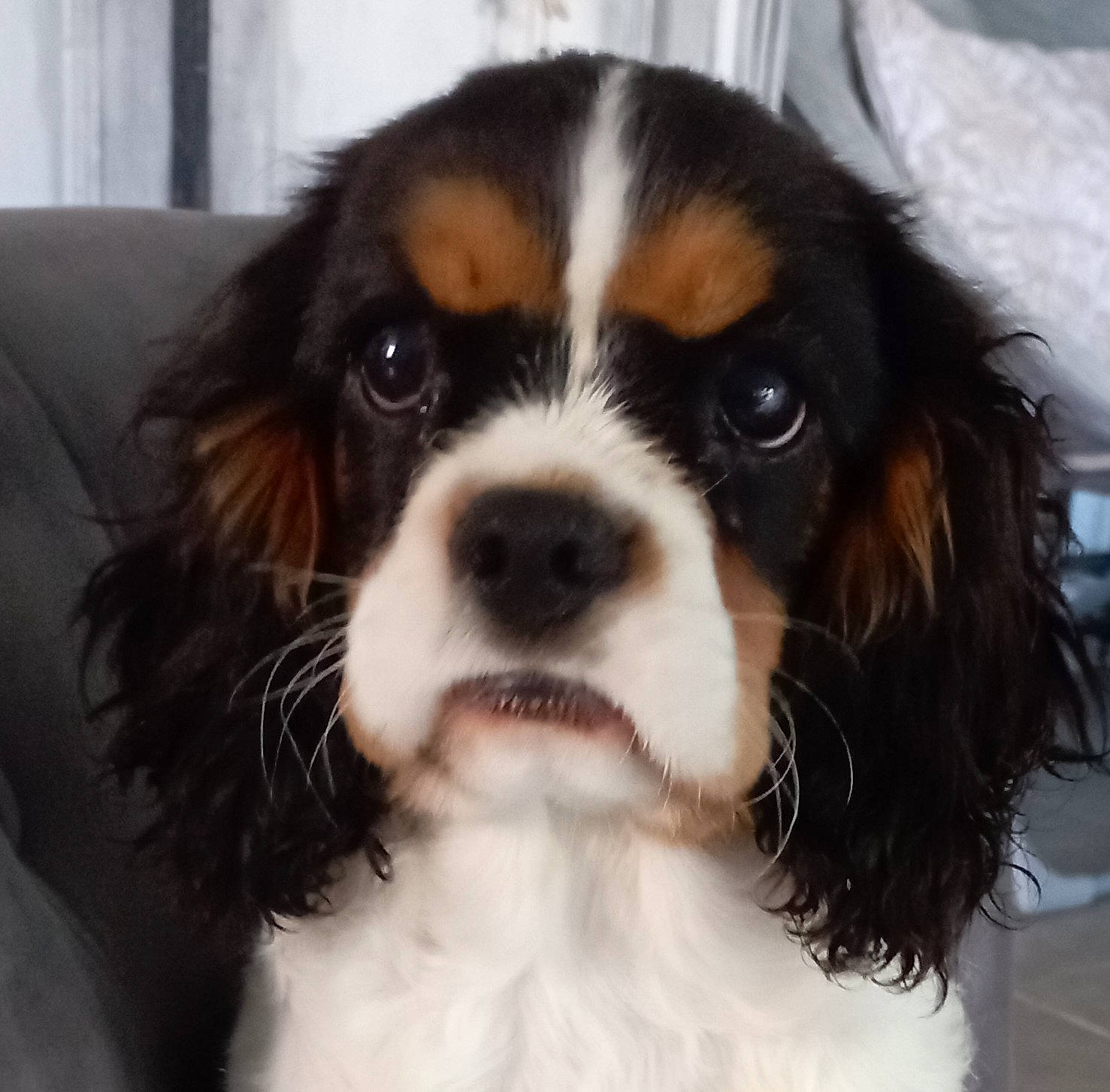 Ugo a rejoint le concours — aidez-le/la à gagner de superbes lots ! bored, canidae, carnivore, cavalier_king_charles_spaniel, companion_dog, dog, dog_breed, fur, king_charles_spaniel, liver, puppy, snout, spaniel, sporting_group, terrestrial_animal, toy_dog, whiskers, working_animal, working_dog