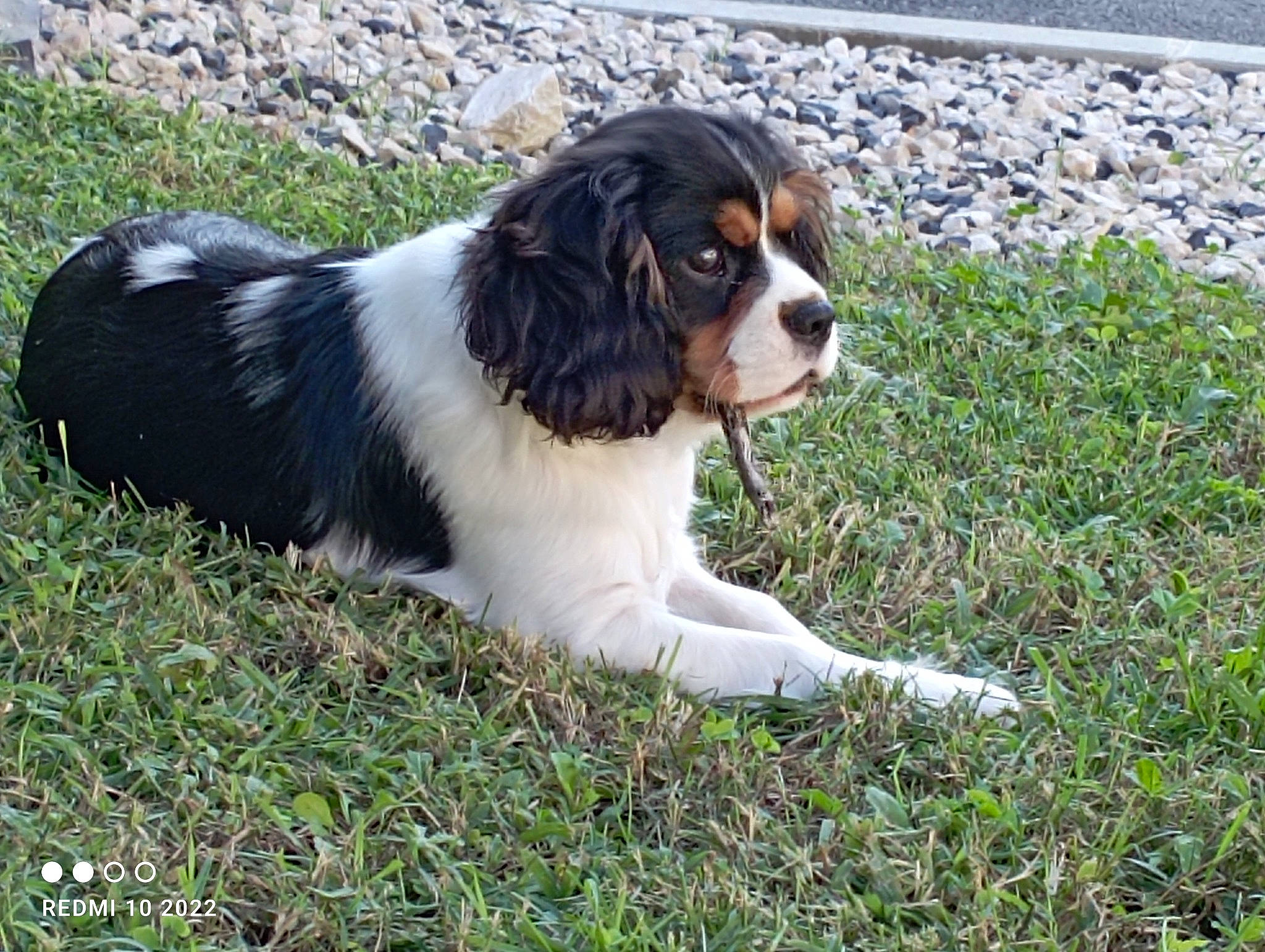 Ugo a rejoint le concours — aidez-le/la à gagner de superbes lots ! bored, canidae, carnivore, companion_dog, dog, dog_breed, fur, grass, groundcover, gun_dog, king_charles_spaniel, plant, snout, spaniel, sporting_group, terrestrial_animal, whiskers, working_dog