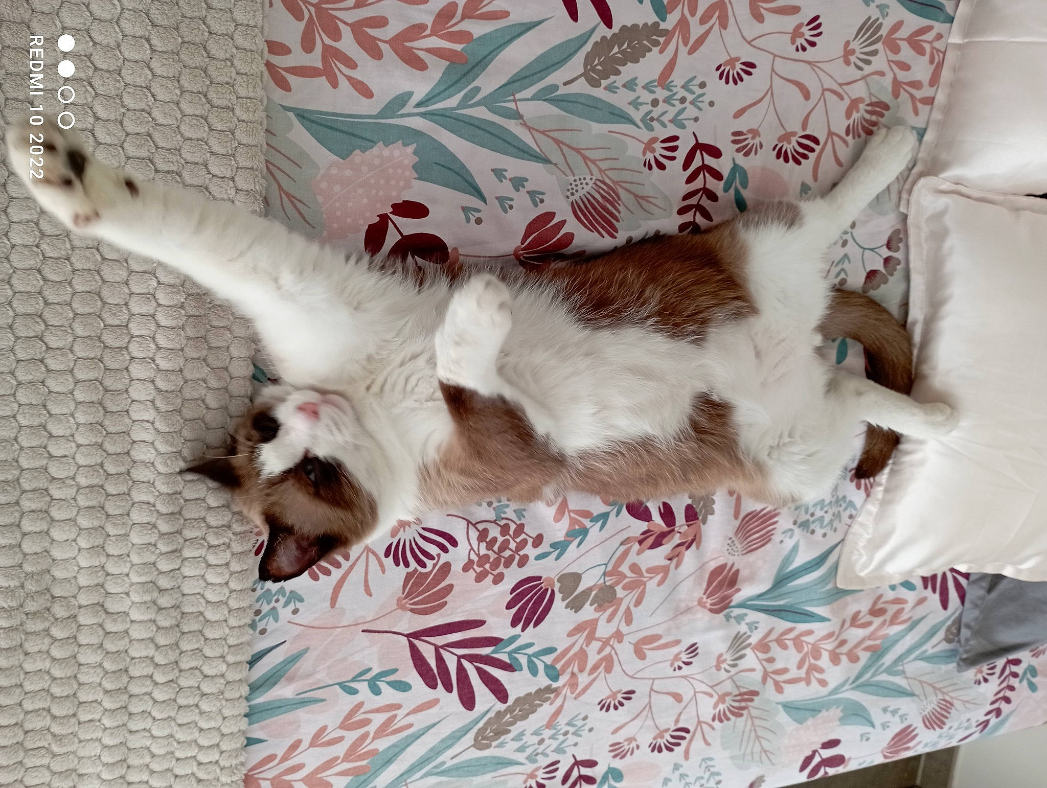 Rey participe au concours pour gagner de l'argent avec cette photo : bed, bedding, carnivore, cat, comfort, companion_dog, couch, dog_breed, domestic_short_haired_cat, fawn, felidae, fur, linens, nap, pattern, paw, plant, small_to_medium_sized_cats, tail, whiskers