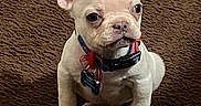 Bruno joined the competition — help win amazing prizes! animal, bostonbull, boxer, bulldog, canine, dog, frenchbulldog, pet, pitbull, puppy, whitedog