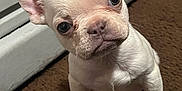 Bruno is registered to the contest to win money with this photo: animal, bulldog, canine, dog, frenchbulldog, pet, pitbull, puppy, snout, whitedog