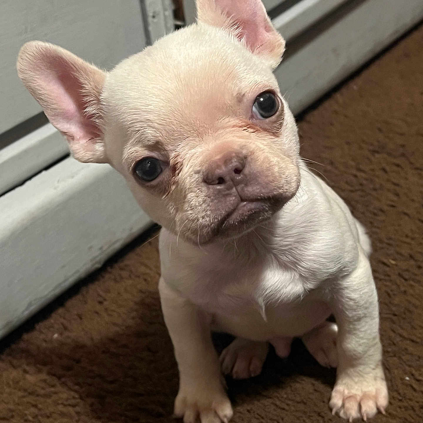 Bruno is registered to the contest to win money with this photo: animal, bulldog, canine, dog, frenchbulldog, pet, pitbull, puppy, snout, whitedog