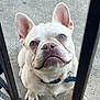 dog, french_bulldog, pet, white_dog, ears, face, collar, tag, concrete, fence, looking_up, close_up, outdoor, animal, paw, cute, portrait, pet_collar, canine, expression