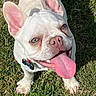 animal, canine, close_up, collar, cute, dog, french_bulldog, friendly, grass, happy, mammal, outdoor, pet, pink_ears, playful, smiling, sunlight, tongue, tongue_out, white_dog